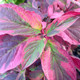 Cornus sericea 'Hedgerows Gold' (GOLD-VARIEGATED RED-TWIG)