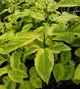GOLD-VARIEGATED RED-TWIG (Cornus sericea)  "Hedgerows Gold"