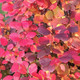 DWARF WITCH-ALDER  DWARF Fothergilla  (Legend of the Small)