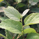 DWARF WITCH-ALDER  DWARF Fothergilla  (Legend of the Small)
