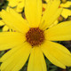 Coreopsis citrine 'COMPACT COREOPSIS' (Citrine)