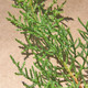 BHUTAN CYPRESS Cupressus torulosa