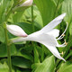 SUN-TOLERANT HOSTA Hosta  (Royal Standard)