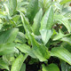 LARGE FLOWERED CONEFLOWER Echinacea  (Merlot)