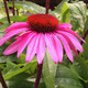 LARGE FLOWERED CONEFLOWER Echinacea  (Merlot)