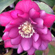 Helleborus Winter Jewels® 'Red Sapphire' (HELLEBORE)