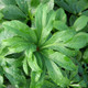 Helleborus Winter Jewels® 'Red Sapphire' (HELLEBORE)