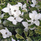 Cornus kousa 'Autumn Rose' (FALL ROSE CHINESE DOGWOOD)