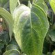 Cornus kousa 'Autumn Rose' (FALL ROSE CHINESE DOGWOOD)