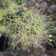 YELLOW-LEAVED SMOKEBUSH (Cotinus coggygria) "Golden Spirit"