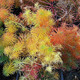 RED-LEAVED CYPRESS SPURGE Euphorbia cyparissias (Fens Ruby)