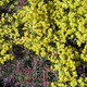 RED-LEAVED CYPRESS SPURGE Euphorbia cyparissias (Fens Ruby)