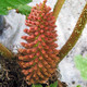 giant rhubarb