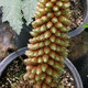 GIANT RHUBARB Gunnera chilensis (tinctoria)
