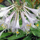 HOSTA Hosta tortifrons