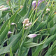 HOSTA Hosta tortifrons