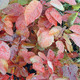 GRACE SMOKETREE (Cotinus grace) "Grace"