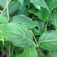 Cornus kousa 'Snowy Peak' (FLOWERING DOGWOOD)