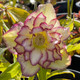 Helleborus Winter Jewels® 'Lenten Rose' (HELLEBORE)
