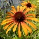 Echinacea 'Tangerine Dream' (FRAGRANT ORANGE CONEFLOWER)