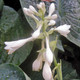 HOSTA (Hosta abiqua) Abiqua Drinking Gourd