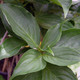 HYBRID DOGWOOD Cornus venus (Venus)