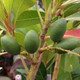 BLUEBERRY TREE (Elaeocarpus decipiens)