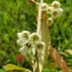 Elaeocarpus decipiens (BLUEBERRY TREE)