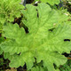 GIANT RHUBARB Gunnera manicata