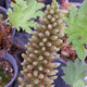 GIANT RHUBARB Gunnera manicata
