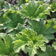 GIANT RHUBARB Gunnera manicata
