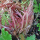 GIANT RHUBARB Gunnera manicata