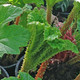 GIANT RHUBARB Gunnera manicata