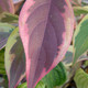 GOLD VARIEGATED CHINESE DOGWOOD Cornus kousa (Summer Gold)