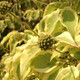 GOLD VARIEGATED CHINESE DOGWOOD Cornus kousa (Summer Gold)