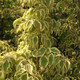 GOLD VARIEGATED CHINESE DOGWOOD Cornus kousa (Summer Gold)