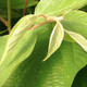 JAPANESE RAISIN TREE Hovenia dulcis