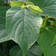 JAPANESE RAISIN TREE Hovenia dulcis