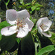 FRUITING QUINCE Cydonia oblonga (Richs)