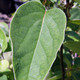 FRUITING QUINCE Cydonia oblonga (Richs)