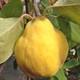 FRUITING QUINCE Cydonia oblonga (Richs)