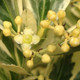 EUONYMUS Euonymus japonicus (Chollipo)