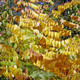 KENTUCKY COFFEETREE Gymnocladus dioicus
