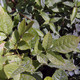 PUMPKIN ASH Fraxinus profunda (tomentosa)