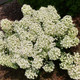 DWARF PEE GEE HYDRANGEA Hydrangea paniculata (Tiny Quick Fire)