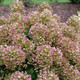 DWARF PEE GEE HYDRANGEA Hydrangea paniculata (Tiny Quick Fire)