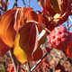 DOGWOOD Cornus kousa (Greensleeves)