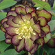 Helleborus Winter Jewels® 'Jade Tiger' (HELLEBORE)
