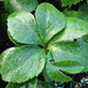 Helleborus Winter Jewels® 'Jade Tiger' (HELLEBORE)