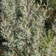 Cupressus arizonica 'Nancy Gray' (ARIZONA CYPRESS)
